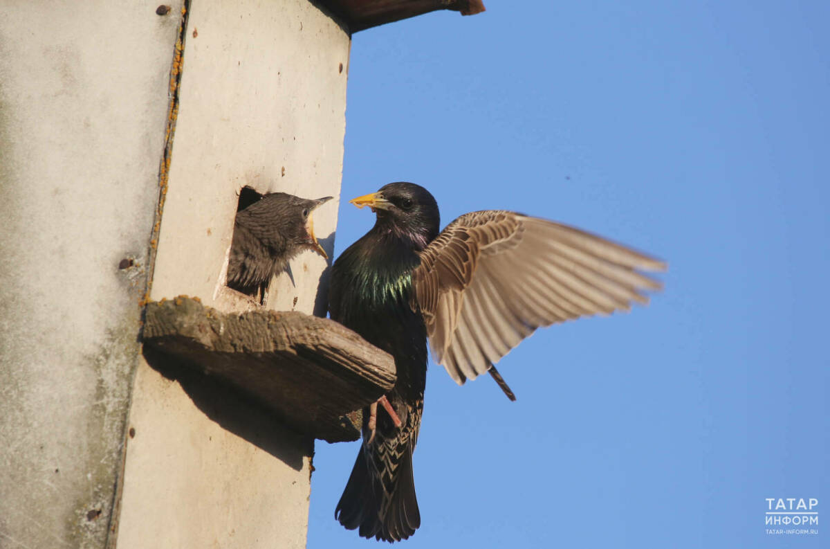 Казанский орнитолог: скворцам в городах не хватает подходящих мест для вывода птенцов