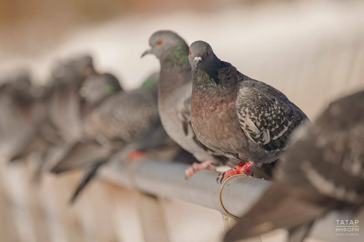 Юрист Жаров напомнил, что кормление голубей может обернуться штрафом до 5 тыс. рублей
