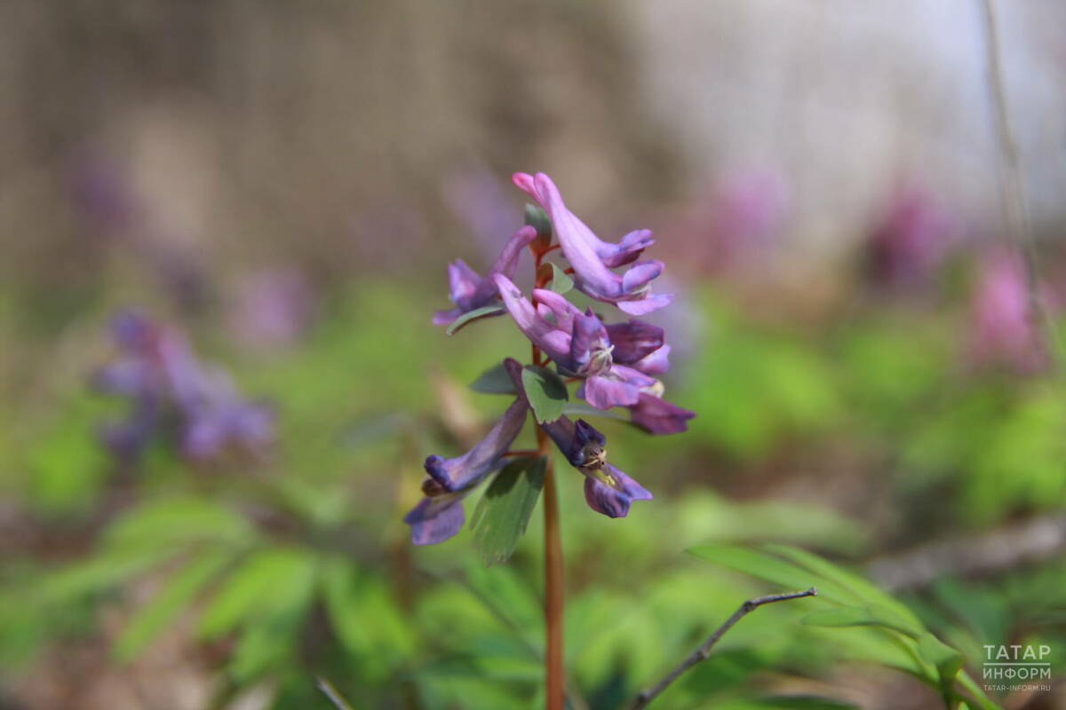 Небольшой дождь и до +18 градусов прогнозируют в Татарстане 9 апреля