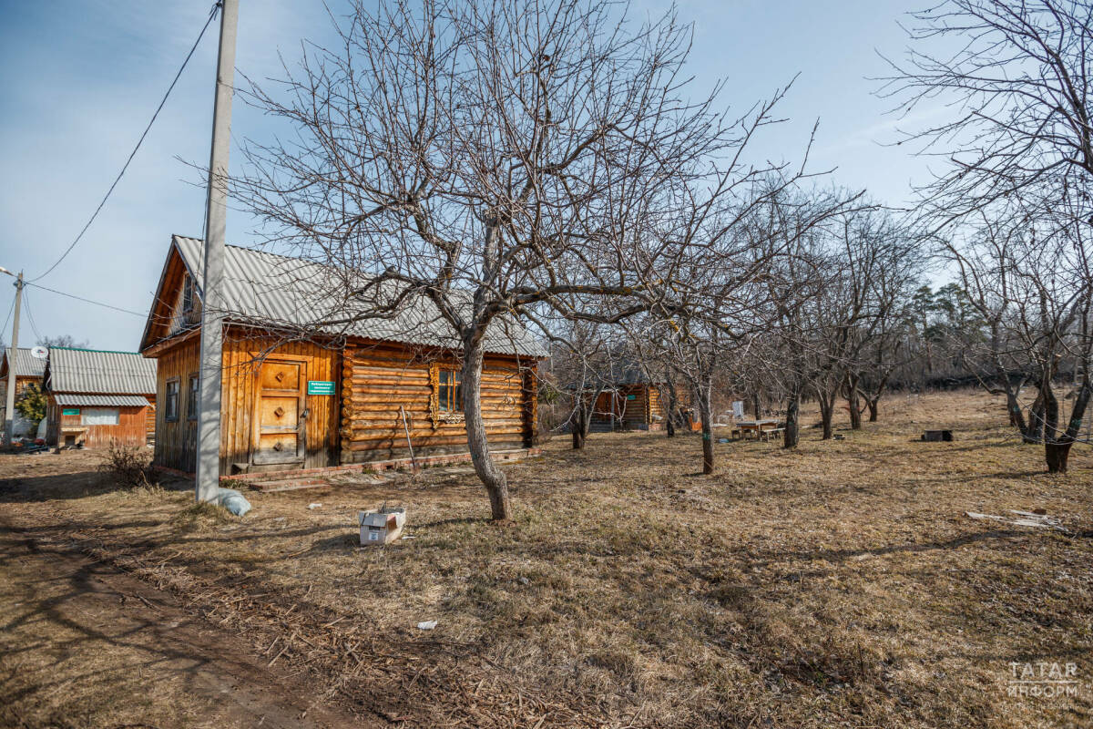 Юрист рассказала, когда грозит уголовная ответственность за рубку деревьев на даче