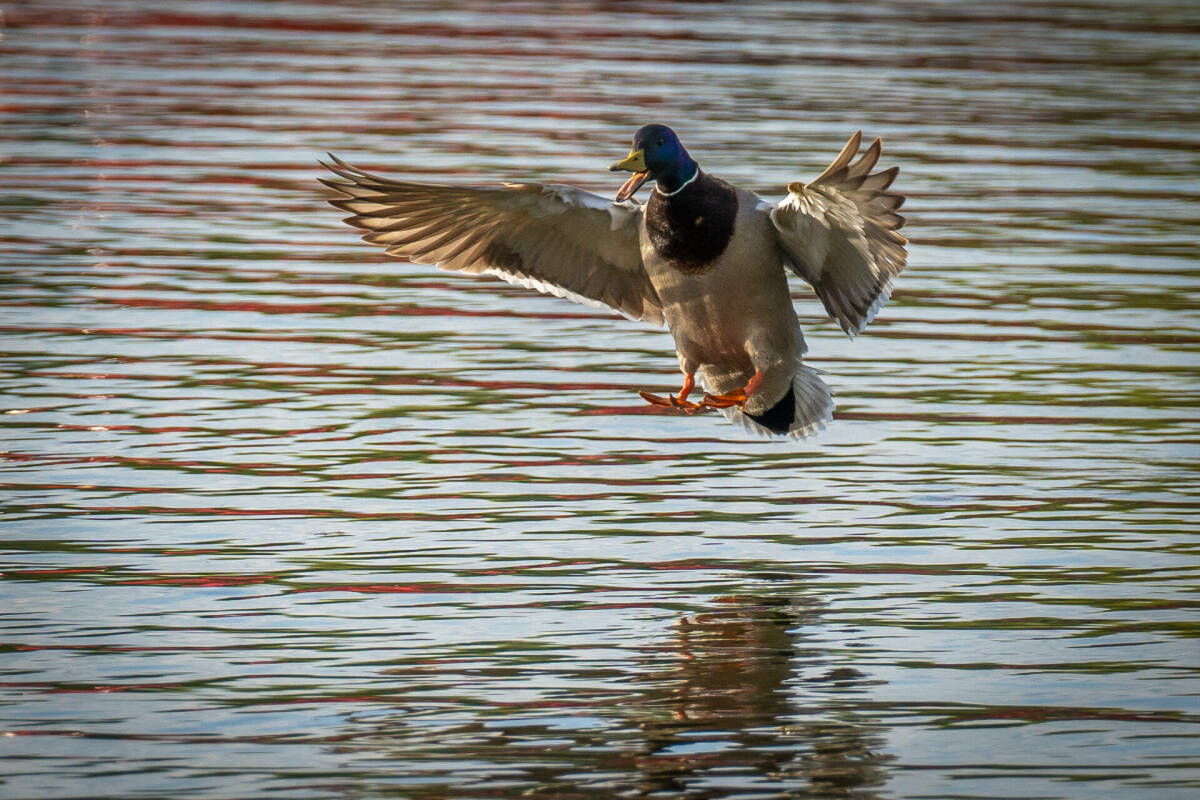 Весенний сезон охоты на водоплавающую дичь стартует в Татарстане сегодня. Охотников ждут в 100 закрепленных угодьях, однако получить заветный билет стало сложнее. При этом республика привлекает туристов-охотников из Москвы, Самары и других регионов. О правилах и особенностях весенней охоты – в материале «Татар-информа».