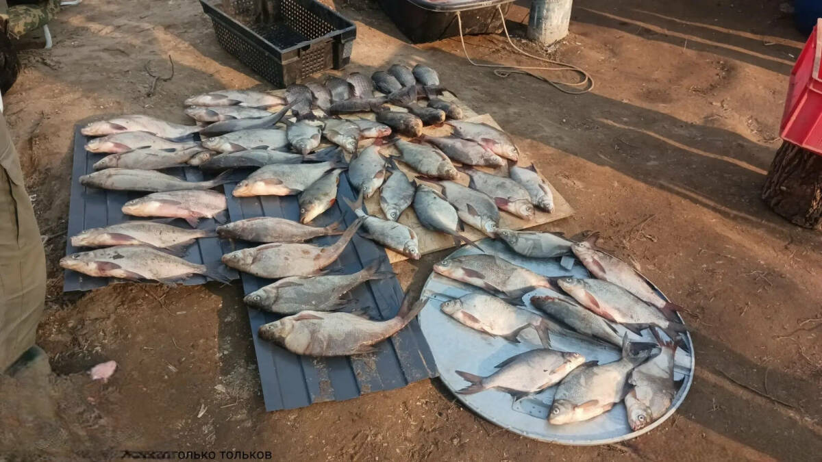 В татарстанском заказнике нашли лагерь браконьеров, незаконно ловивших рыбу
