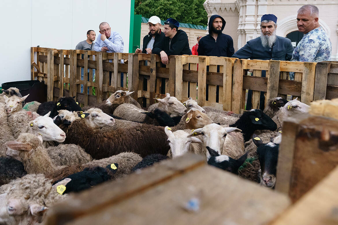 Приближается самый ожидаемый мусульманский праздник – Ид аль-Адха (Курбан-байрам), в этом году он придется на 27 мая. Каких животных можно приносить в жертву? Можно ли совершать курбан за умерших родственников? На эти и другие вопросы ответил начальник отдела по вопросам шариата Духовного управления мусульман РТ Булат хазрат Мубараков.