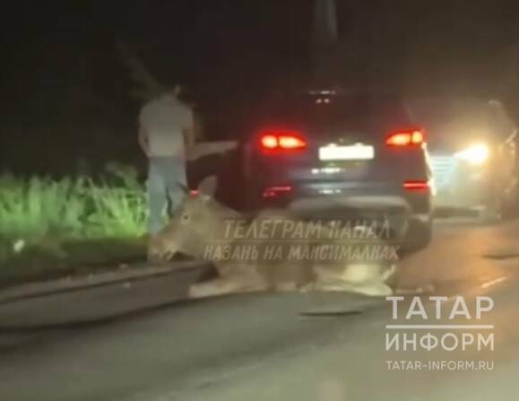 Лось, сбитый автомобилем под Казанью, попал на видео