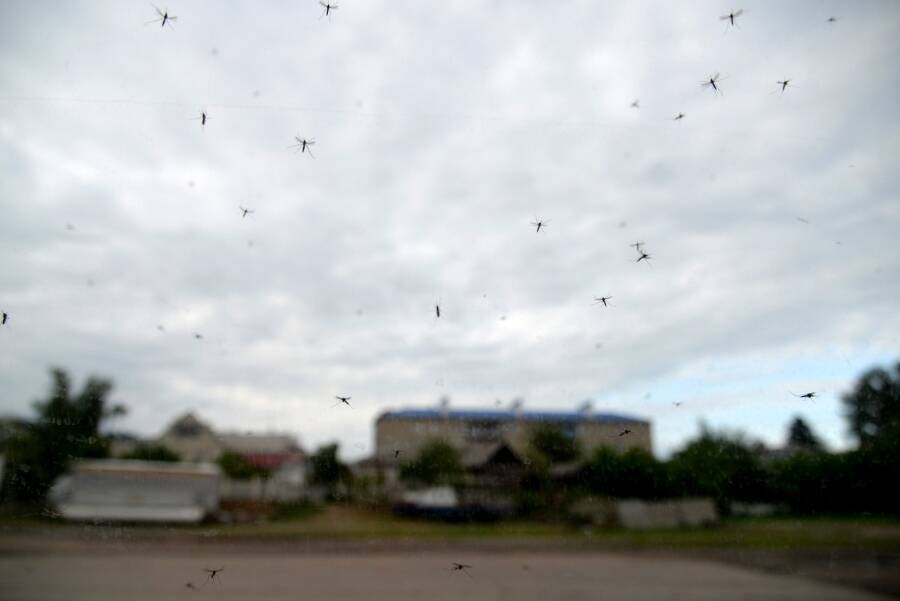 В Роспотребнадзоре рассказали, какие болезни переносят комары