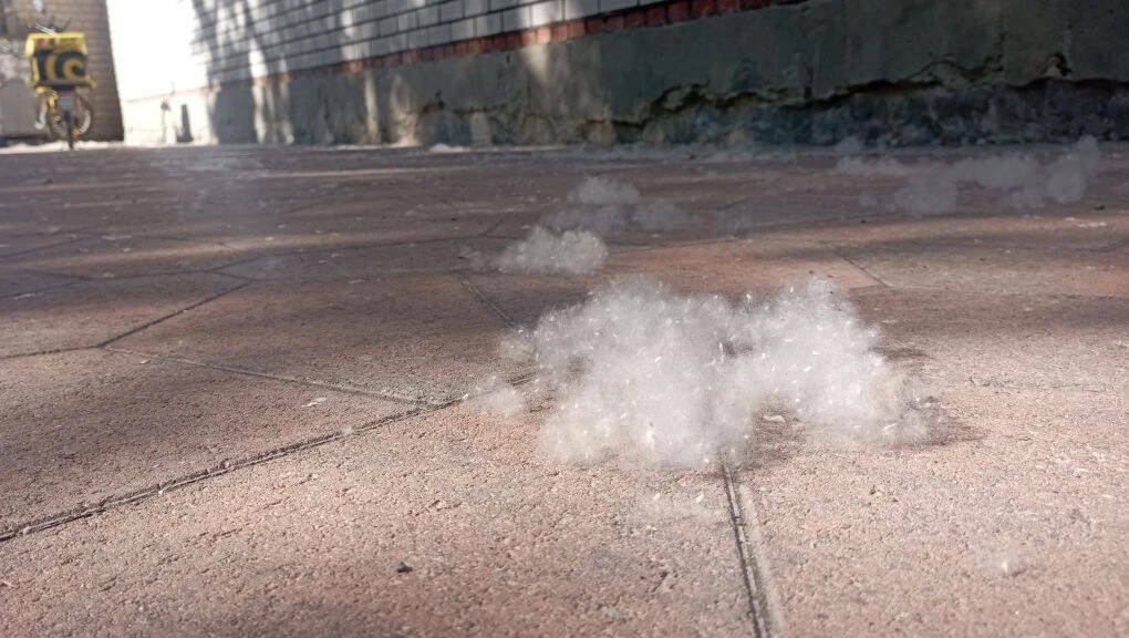 Специалист по домашним животным предупредила об опасности тополиного пуха