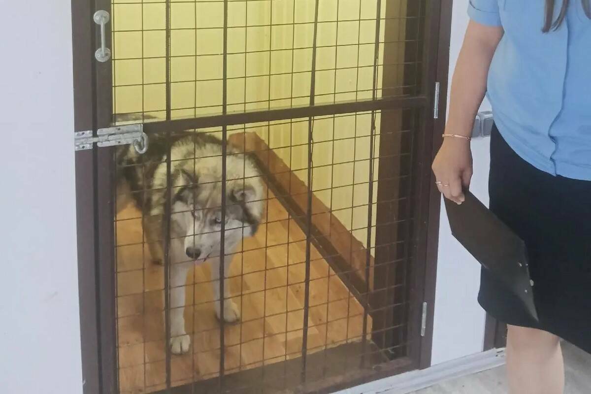 В Татарстане судебные приставы изъяли собаку, напавшую на детей