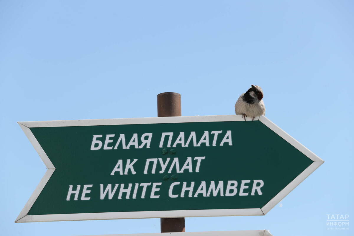 Жителей Татарстана приглашают присоединиться к учету воробьев