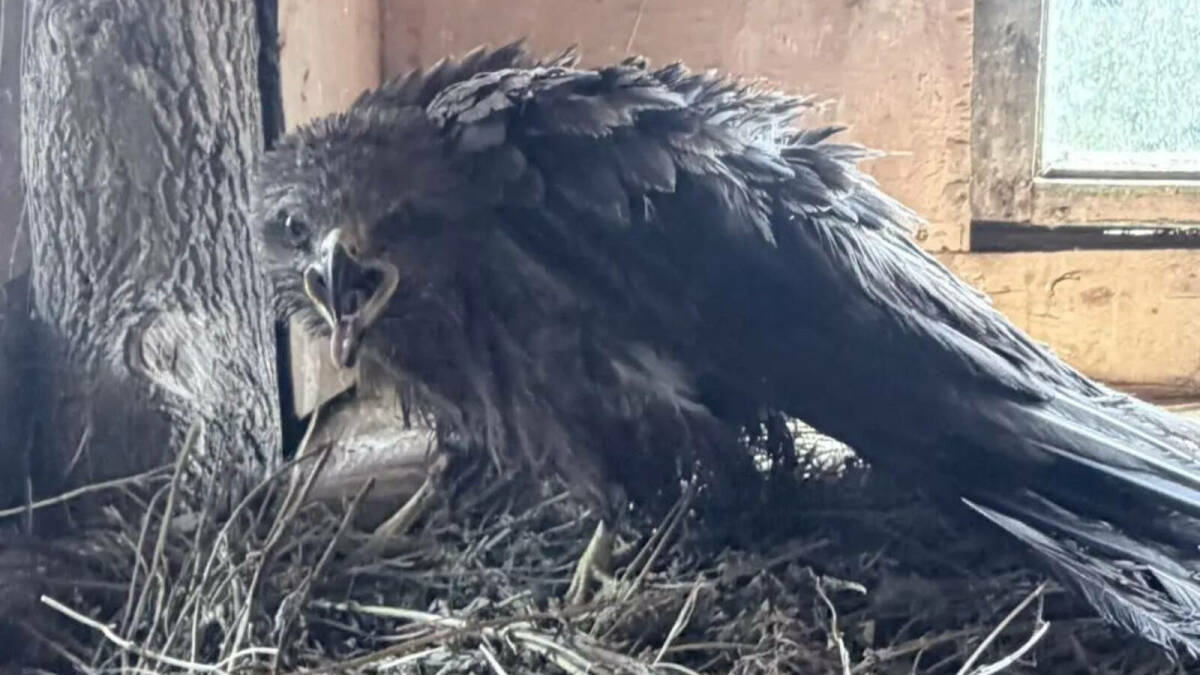Семья из Зеленодольского района спасла чёрного коршуна, запутавшегося в леске