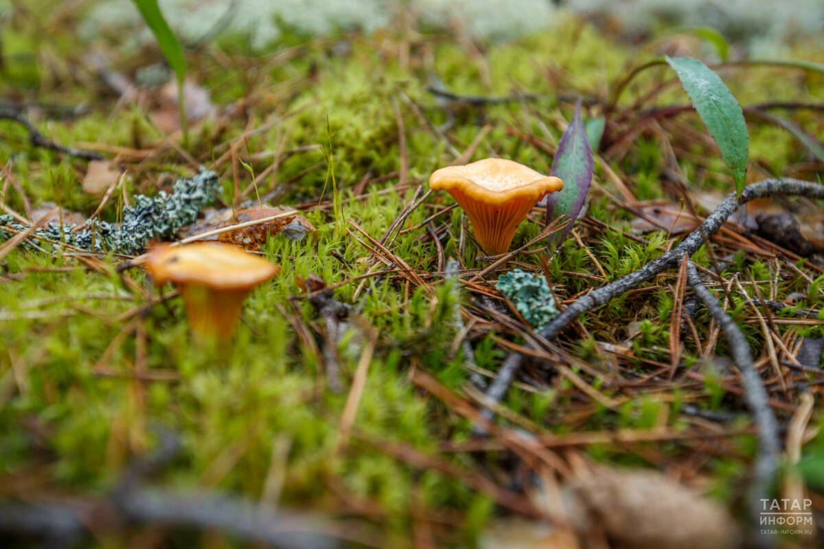 Миколог Дьяков рассказал, как найти грибные места в лесу