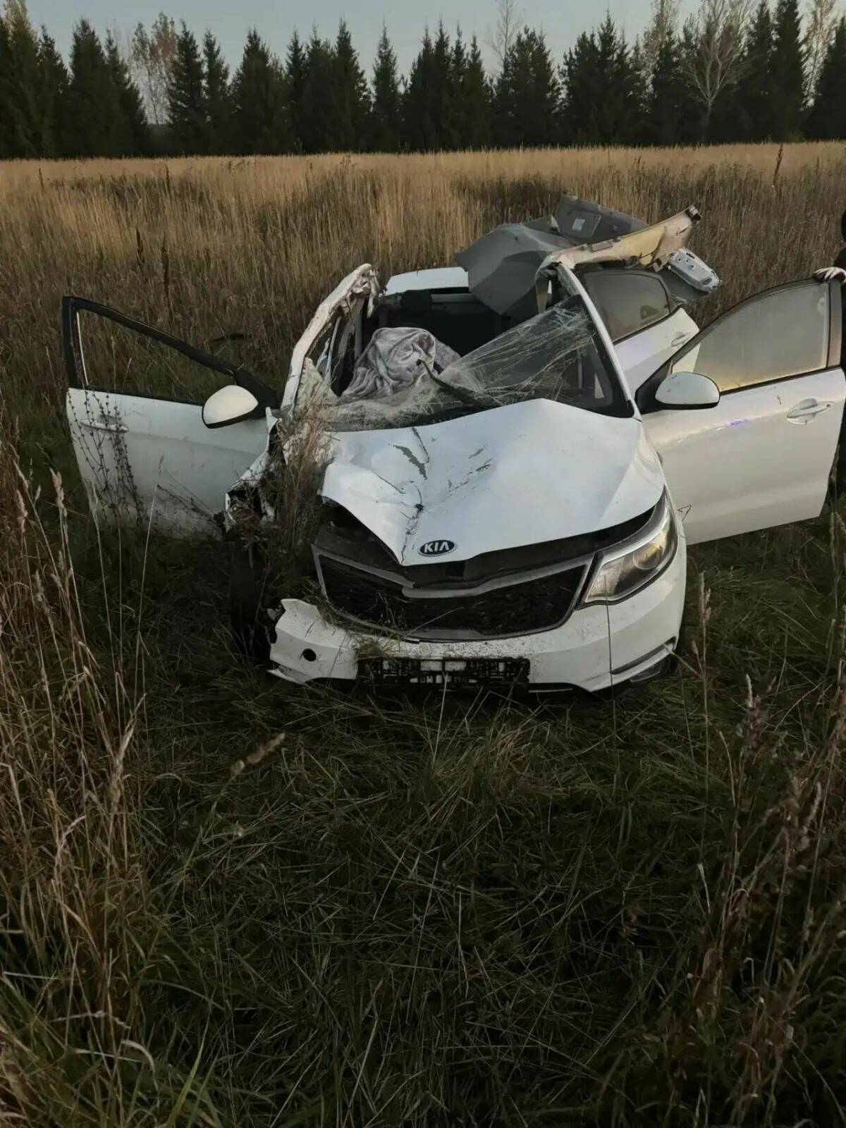 KIA сбила лося на трассе в Татарстане, пассажирка погибла