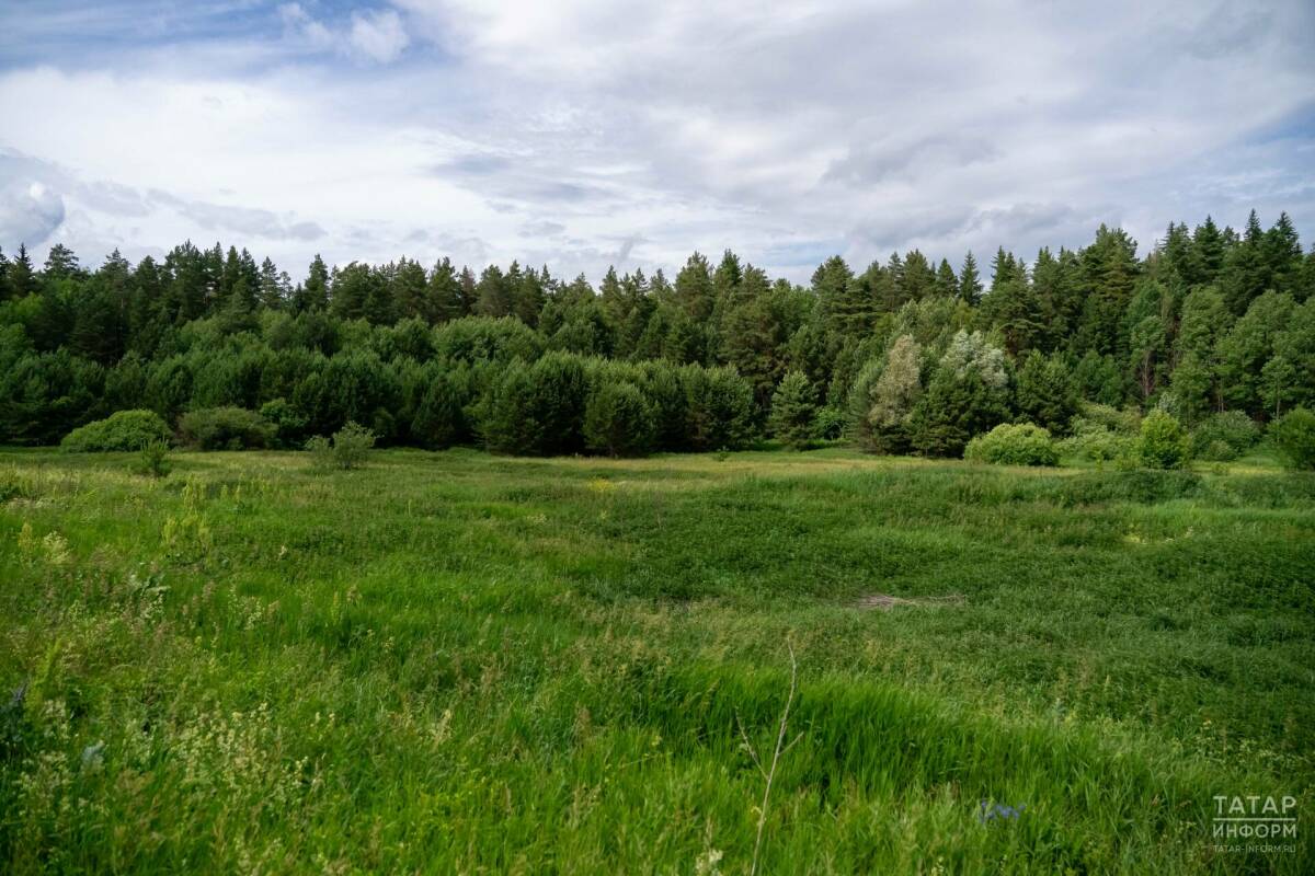 Более 1,1 тыс. га сельхозземель в Татарстане переведут в лесной фонд