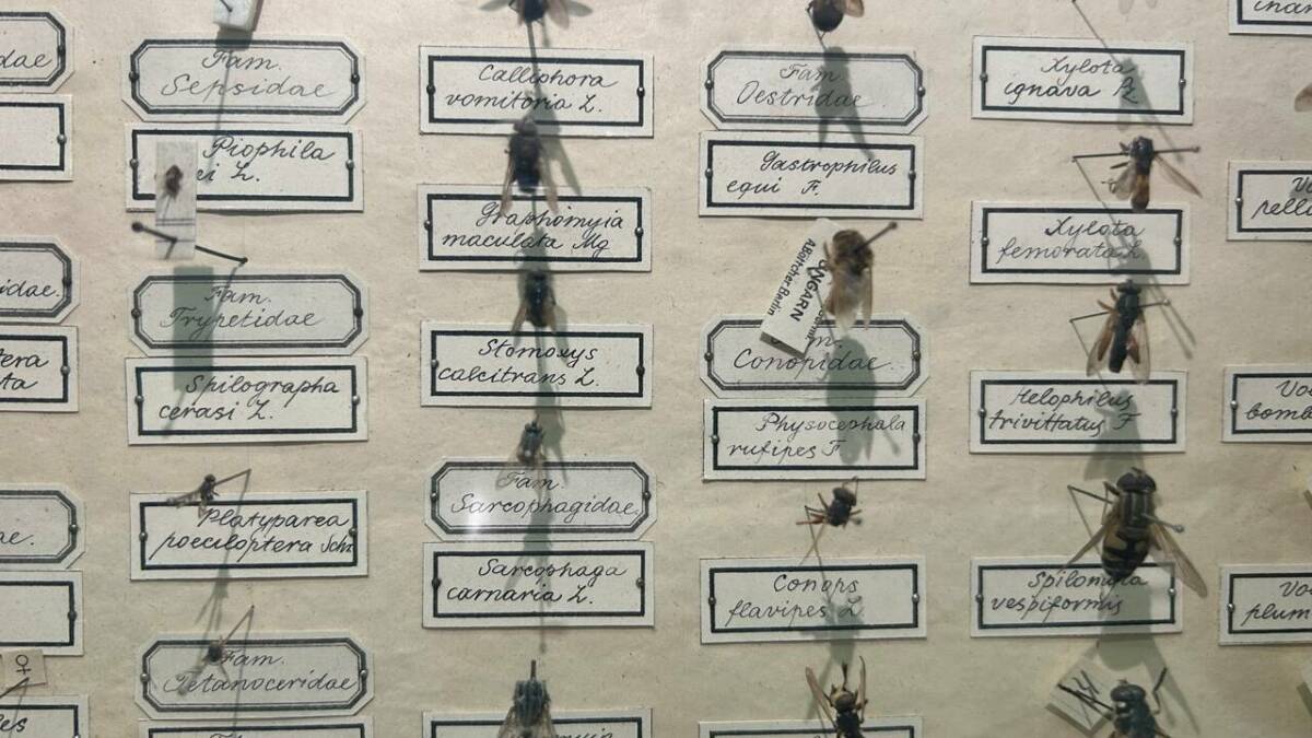 В КФУ напомнили об опасности осенних жигалок