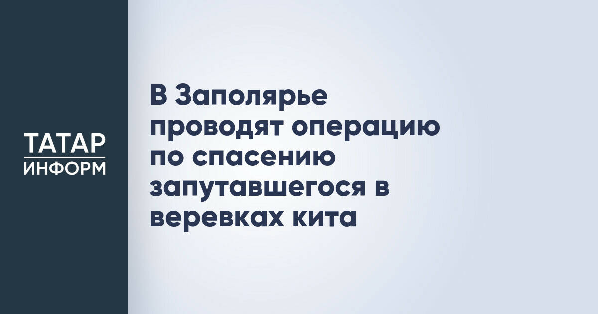Спасательная операция для кита, запутавшегося в веревках, началась в Заполярье