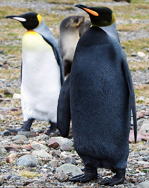 Уникальный черный пингвин сфотографирован в Антарктике 