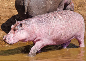 Уникальный розовый бегемот в Кении