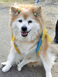 Самая старая собака в мире умерла в Японии
