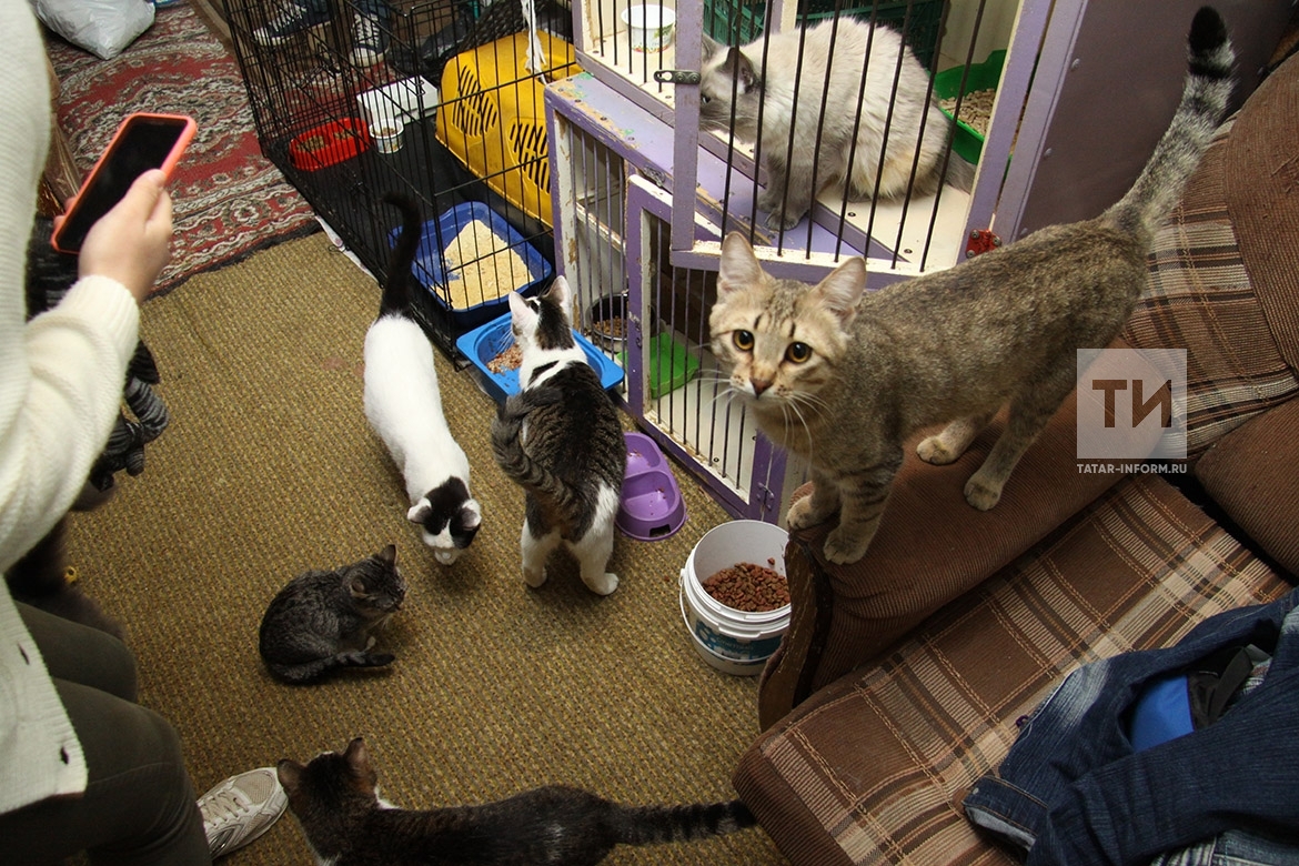 приют для животных нижнекамск