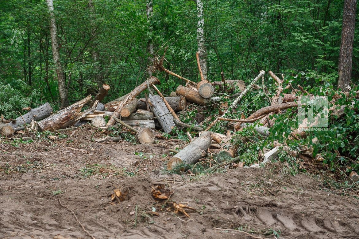 вырубка деревьев в москве законодательство